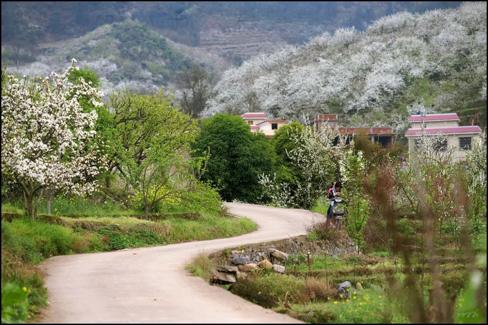 【春天,广西桂林灌阳县向您发出邀请!】我们在灌阳看梨花 - 游山玩水 - 怀化生活社区 - 怀化28生活网 hh.28life.com