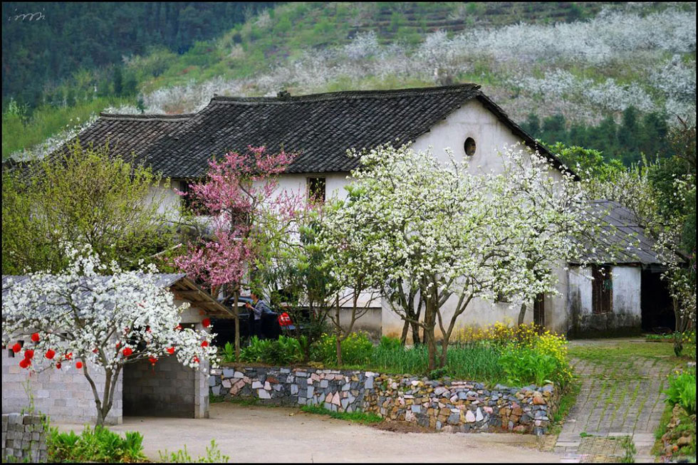 【春天,广西桂林灌阳县向您发出邀请!】我们在灌阳看梨花 - 游山玩水 - 怀化生活社区 - 怀化28生活网 hh.28life.com