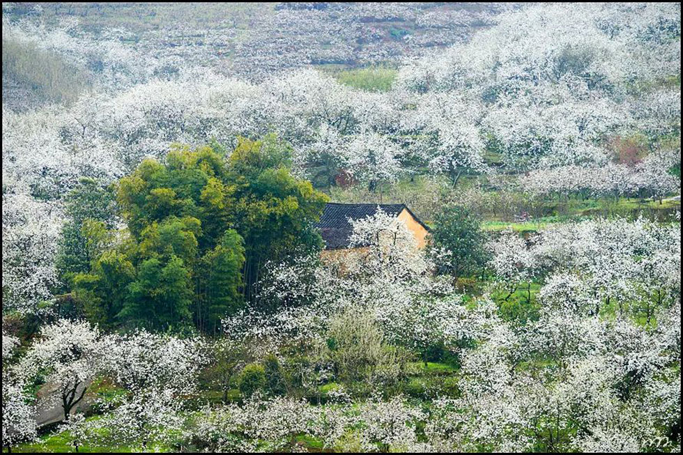 【春天,广西桂林灌阳县向您发出邀请!】我们在灌阳看梨花 - 游山玩水 - 怀化生活社区 - 怀化28生活网 hh.28life.com