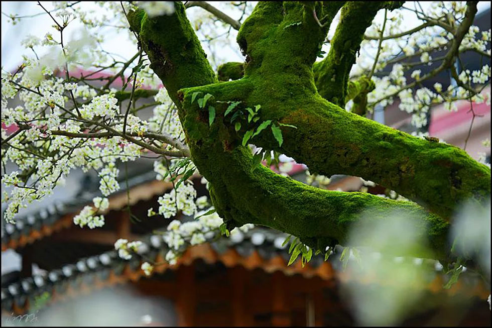 【春天,广西桂林灌阳县向您发出邀请!】我们在灌阳看梨花 - 游山玩水 - 怀化生活社区 - 怀化28生活网 hh.28life.com