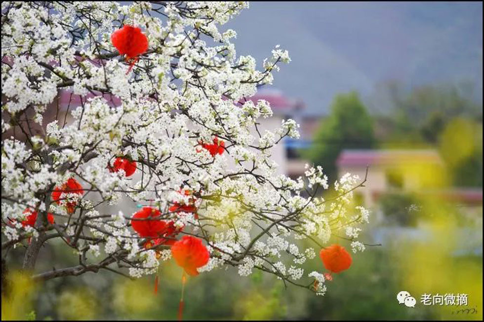 【春天,广西桂林灌阳县向您发出邀请!】我们在灌阳看梨花 - 游山玩水 - 怀化生活社区 - 怀化28生活网 hh.28life.com
