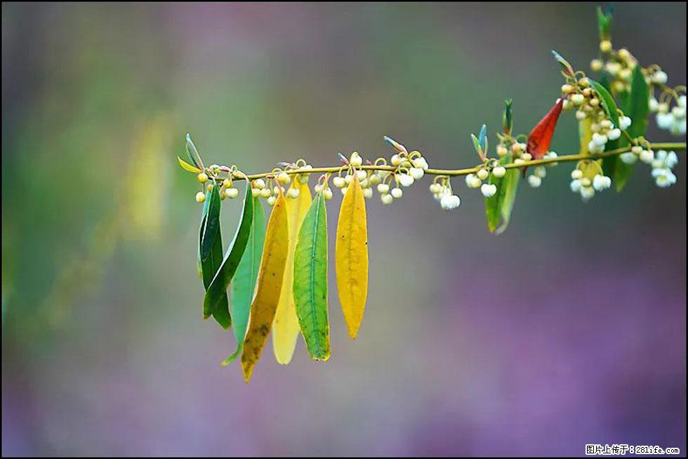 【春天，广西桂林灌阳县向您发出邀请！】米珠山前有片山苍子花在飘香 - 游山玩水 - 怀化生活社区 - 怀化28生活网 hh.28life.com