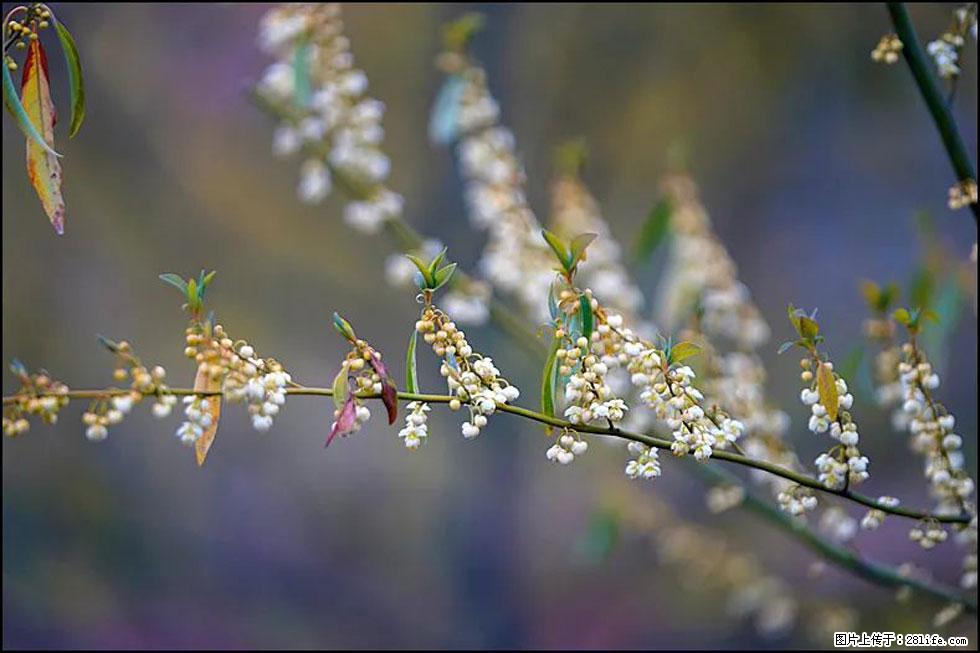 【春天，广西桂林灌阳县向您发出邀请！】米珠山前有片山苍子花在飘香 - 游山玩水 - 怀化生活社区 - 怀化28生活网 hh.28life.com
