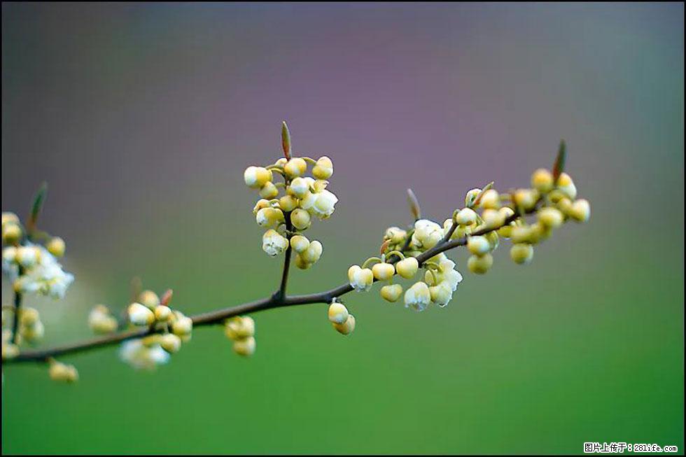 【春天，广西桂林灌阳县向您发出邀请！】米珠山前有片山苍子花在飘香 - 游山玩水 - 怀化生活社区 - 怀化28生活网 hh.28life.com