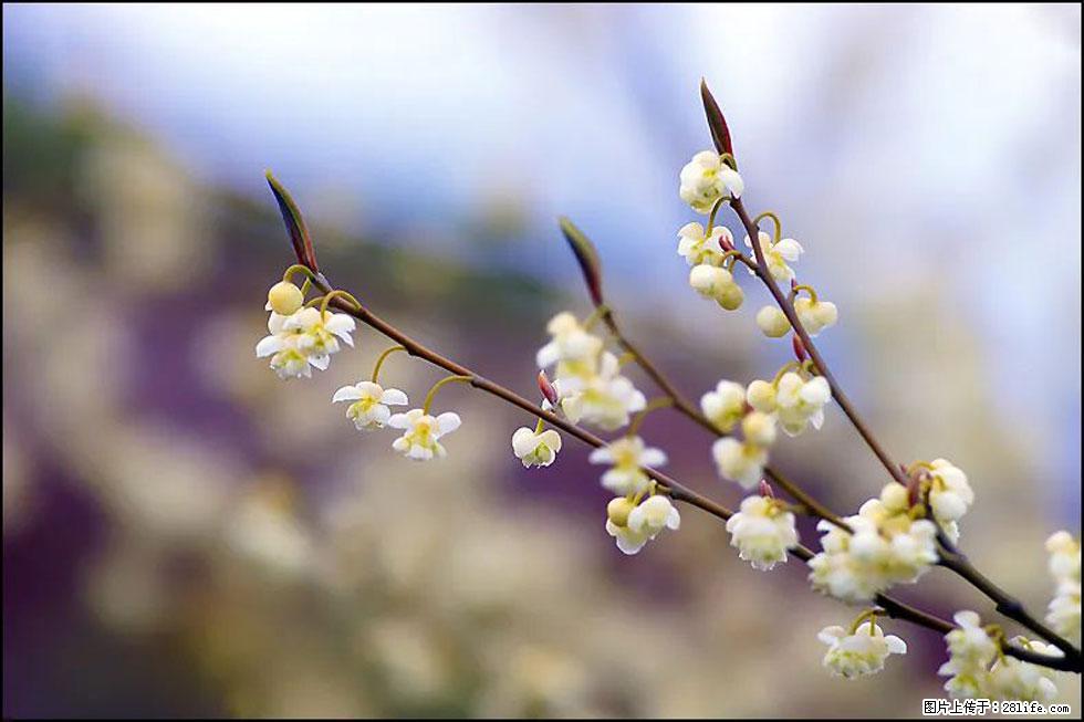 【春天，广西桂林灌阳县向您发出邀请！】米珠山前有片山苍子花在飘香 - 游山玩水 - 怀化生活社区 - 怀化28生活网 hh.28life.com