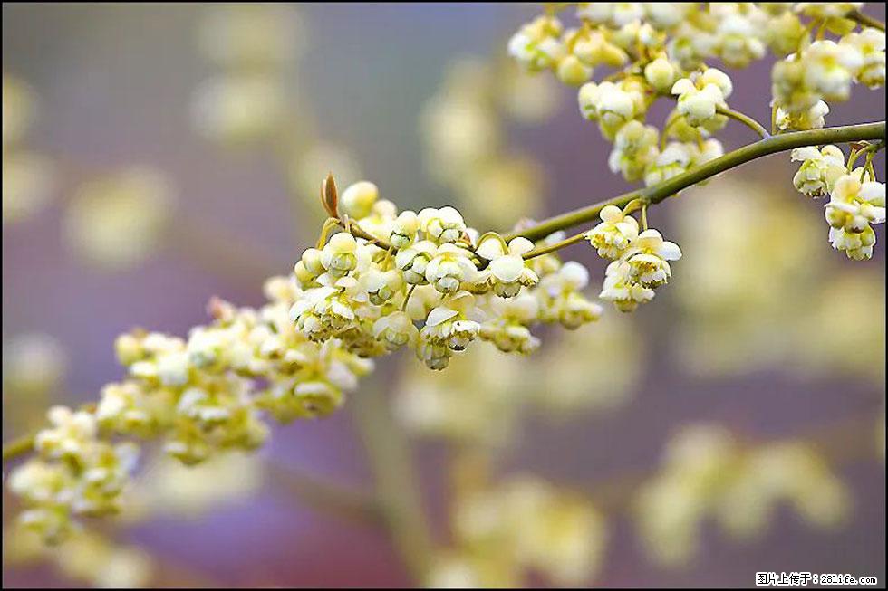 【春天，广西桂林灌阳县向您发出邀请！】米珠山前有片山苍子花在飘香 - 游山玩水 - 怀化生活社区 - 怀化28生活网 hh.28life.com