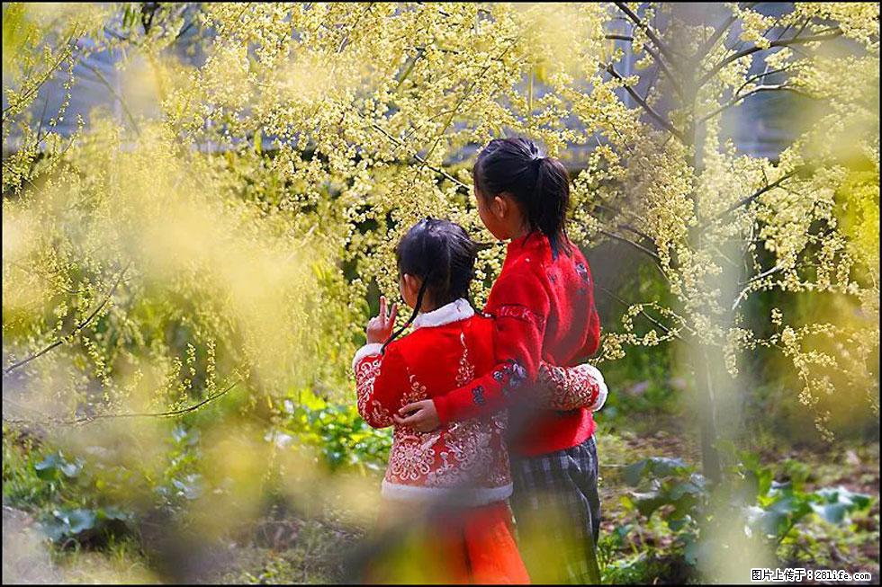 【春天，广西桂林灌阳县向您发出邀请！】米珠山前有片山苍子花在飘香 - 游山玩水 - 怀化生活社区 - 怀化28生活网 hh.28life.com