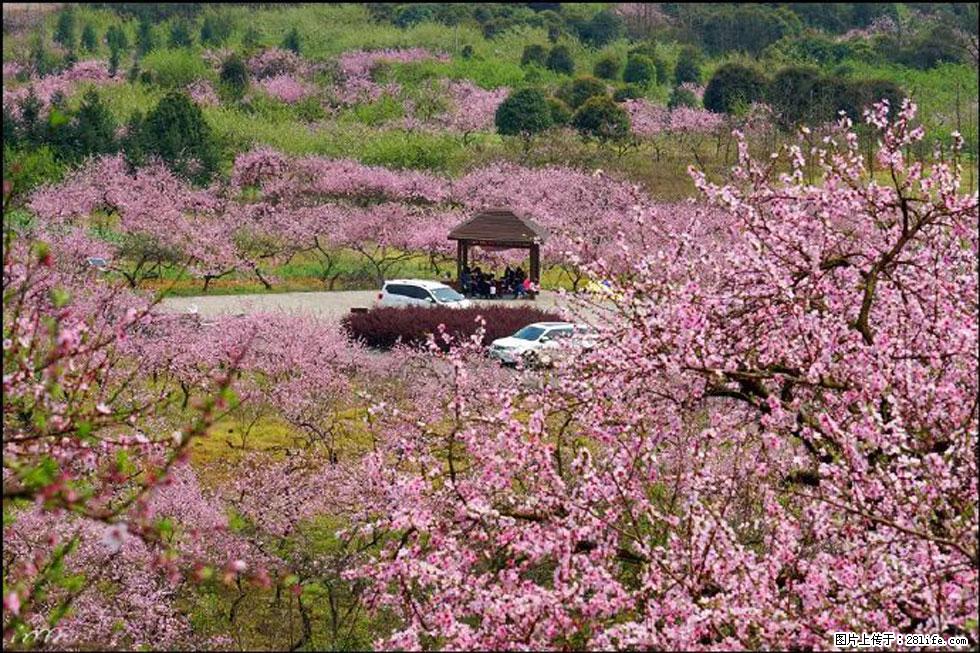 【春天,广西桂林灌阳县向您发出邀请!】官庄村有个醉美的桃花园 - 游山玩水 - 怀化生活社区 - 怀化28生活网 hh.28life.com