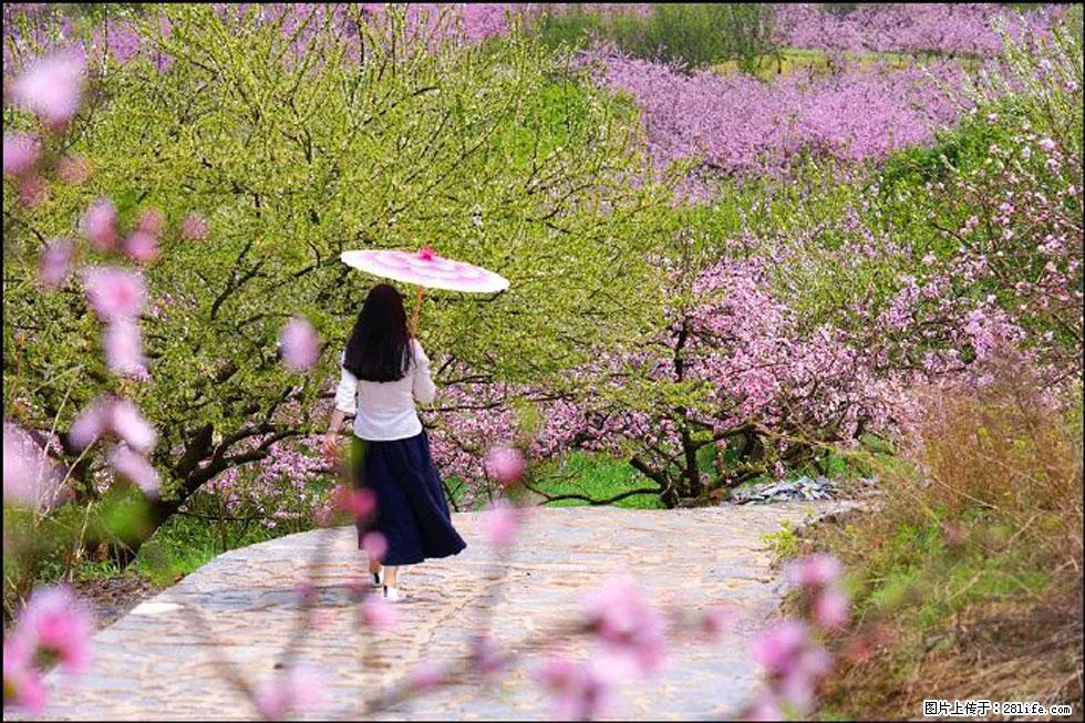 【春天,广西桂林灌阳县向您发出邀请!】官庄村有个醉美的桃花园 - 游山玩水 - 怀化生活社区 - 怀化28生活网 hh.28life.com