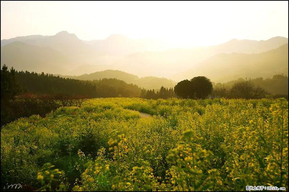 【春天,广西桂林灌阳县向您发出邀请!】长坪村油菜盛情花开 - 游山玩水 - 怀化生活社区 - 怀化28生活网 hh.28life.com