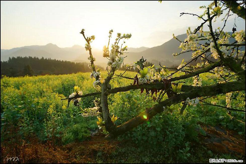 【春天,广西桂林灌阳县向您发出邀请!】长坪村油菜盛情花开 - 游山玩水 - 怀化生活社区 - 怀化28生活网 hh.28life.com