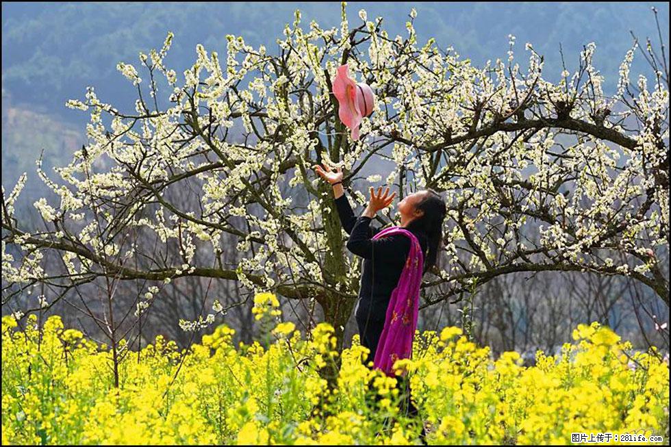 【春天,广西桂林灌阳县向您发出邀请!】长坪村油菜盛情花开 - 游山玩水 - 怀化生活社区 - 怀化28生活网 hh.28life.com