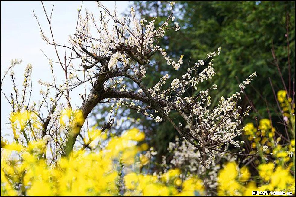 【春天,广西桂林灌阳县向您发出邀请!】长坪村油菜盛情花开 - 游山玩水 - 怀化生活社区 - 怀化28生活网 hh.28life.com