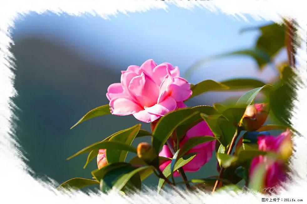 【春天,广西桂林灌阳县向您发出邀请!】杨柳井茶花惹人爱 - 游山玩水 - 怀化生活社区 - 怀化28生活网 hh.28life.com