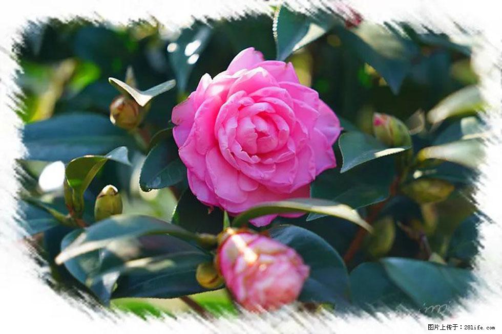 【春天,广西桂林灌阳县向您发出邀请!】杨柳井茶花惹人爱 - 游山玩水 - 怀化生活社区 - 怀化28生活网 hh.28life.com