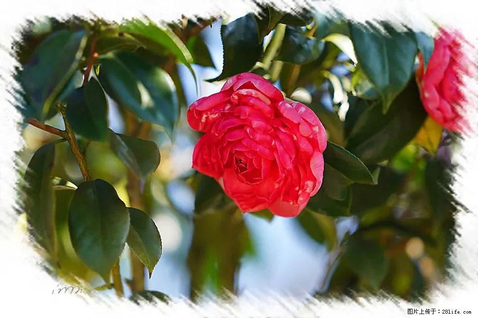 【春天,广西桂林灌阳县向您发出邀请!】杨柳井茶花惹人爱 - 游山玩水 - 怀化生活社区 - 怀化28生活网 hh.28life.com