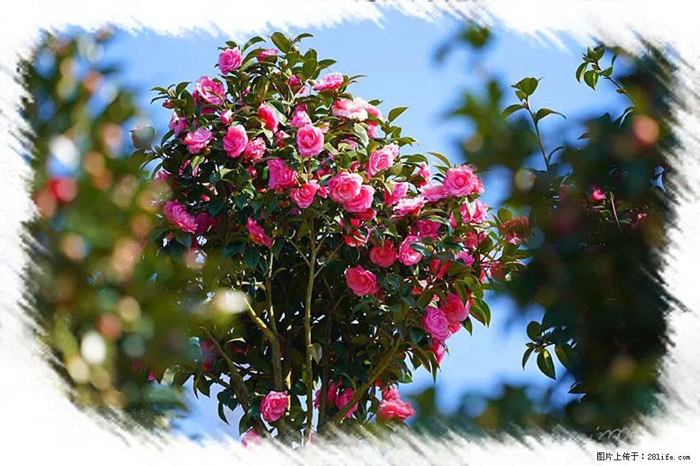 【春天,广西桂林灌阳县向您发出邀请!】杨柳井茶花惹人爱 - 游山玩水 - 怀化生活社区 - 怀化28生活网 hh.28life.com