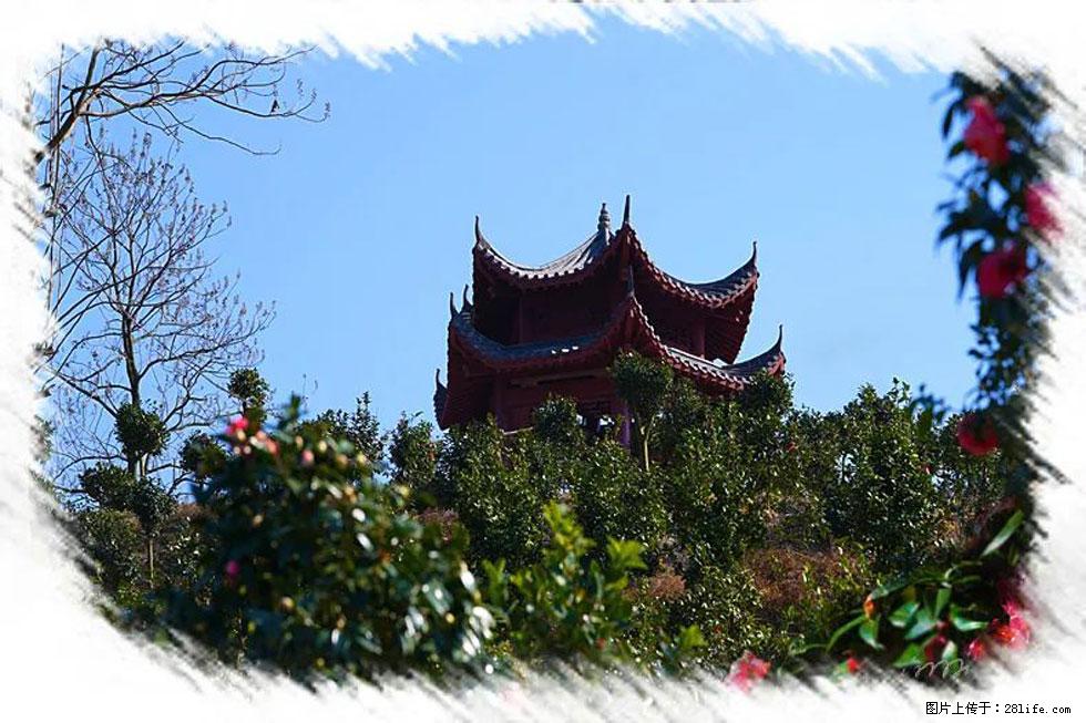 【春天,广西桂林灌阳县向您发出邀请!】杨柳井茶花惹人爱 - 游山玩水 - 怀化生活社区 - 怀化28生活网 hh.28life.com