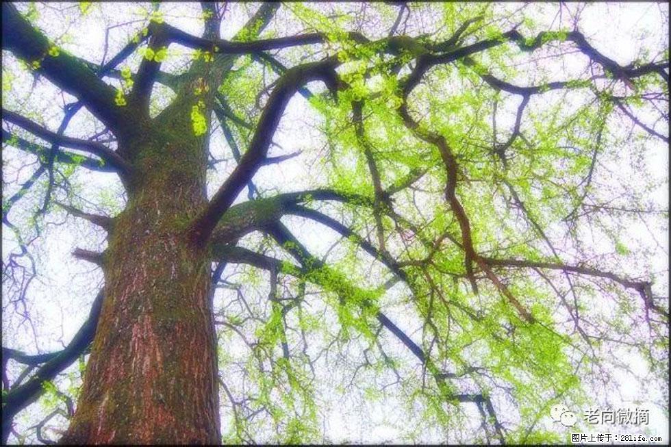 【春天，广西桂林灌阳县向您发出邀请！】在小龙村与春天约会 - 游山玩水 - 怀化生活社区 - 怀化28生活网 hh.28life.com