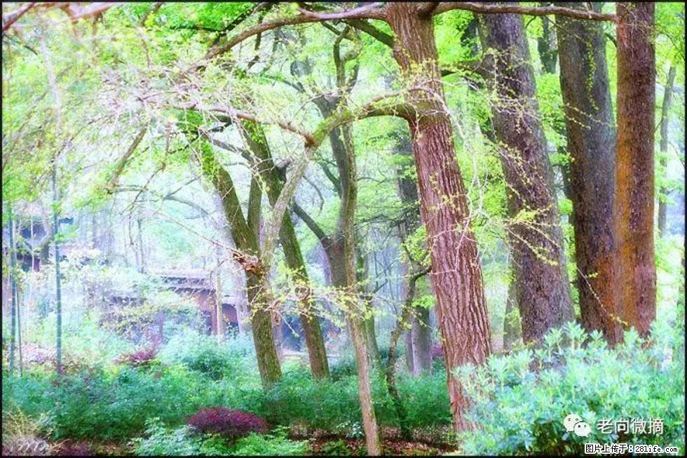 【春天，广西桂林灌阳县向您发出邀请！】在小龙村与春天约会 - 游山玩水 - 怀化生活社区 - 怀化28生活网 hh.28life.com