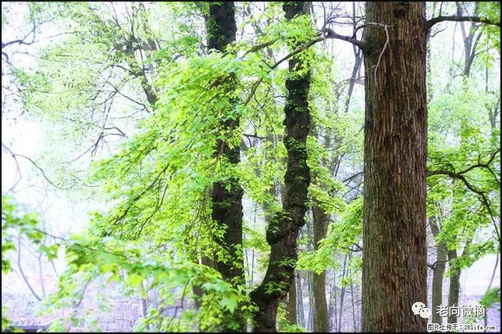 【春天，广西桂林灌阳县向您发出邀请！】在小龙村与春天约会 - 游山玩水 - 怀化生活社区 - 怀化28生活网 hh.28life.com