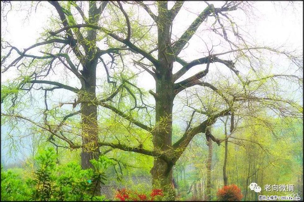 【春天，广西桂林灌阳县向您发出邀请！】在小龙村与春天约会 - 游山玩水 - 怀化生活社区 - 怀化28生活网 hh.28life.com