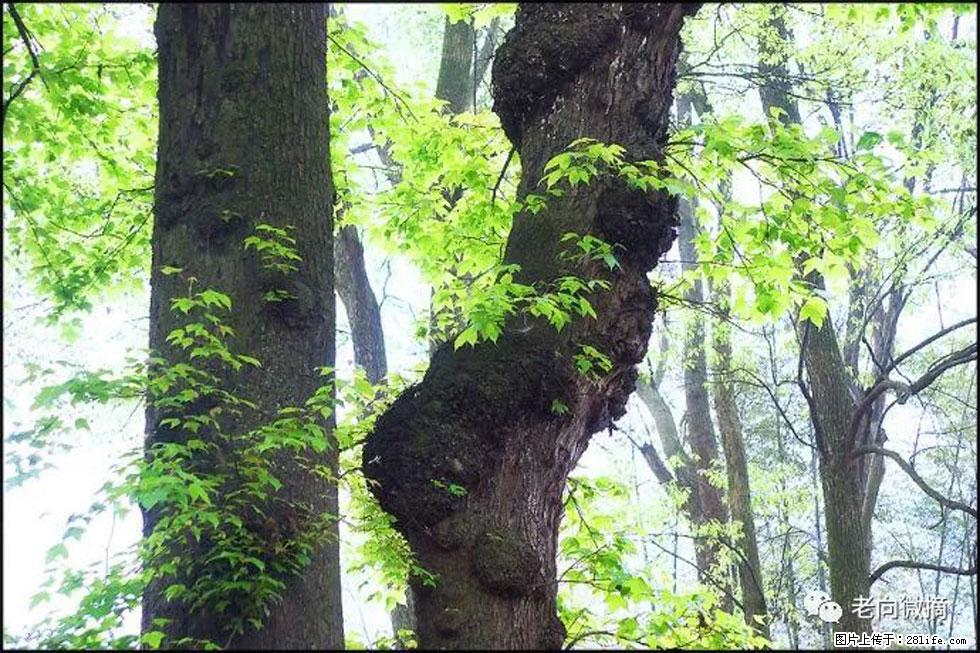 【春天，广西桂林灌阳县向您发出邀请！】在小龙村与春天约会 - 游山玩水 - 怀化生活社区 - 怀化28生活网 hh.28life.com