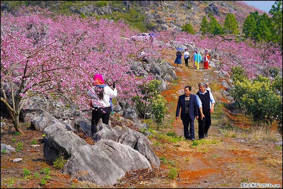 【春天，广西桂林灌阳县向您发出邀请！】望月岭上桃花开 - 游山玩水 - 怀化生活社区 - 怀化28生活网 hh.28life.com