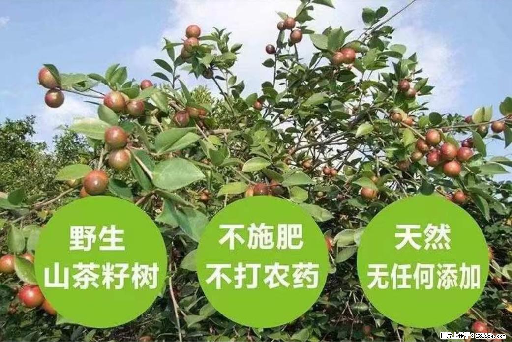 【灌阳县油茶产业示范区】一个有着充实的精神生活的人，对待身外之物自会有一种淡泊的态度 - 土特产 - 饮食特产 - 怀化分类信息 - 怀化28生活网 hh.28life.com