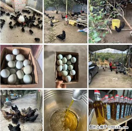 油茶园从小鸡仔开始养起的纯土鸡、土鸡蛋可以预定啦!还有前几天刚榨的纯山茶油哦 - 土特产 - 饮食特产 - 怀化分类信息 - 怀化28生活网 hh.28life.com