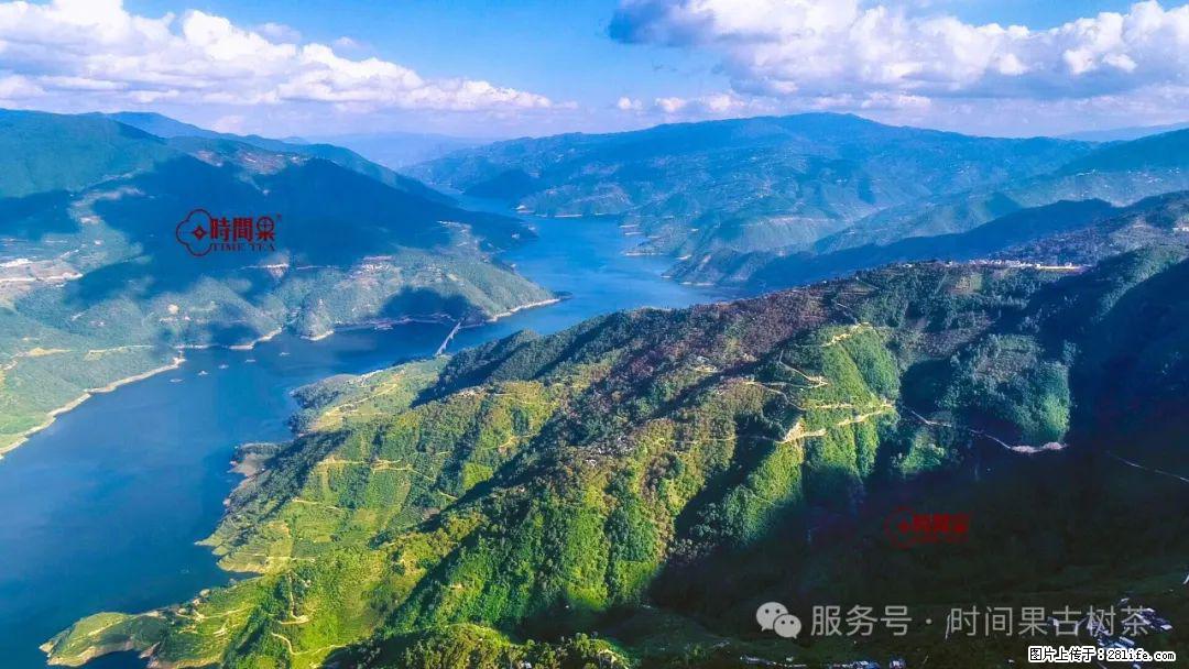 时间果百年古树龙珠普洱生茶 - 购物交流 - 怀化生活社区 - 怀化28生活网 hh.28life.com