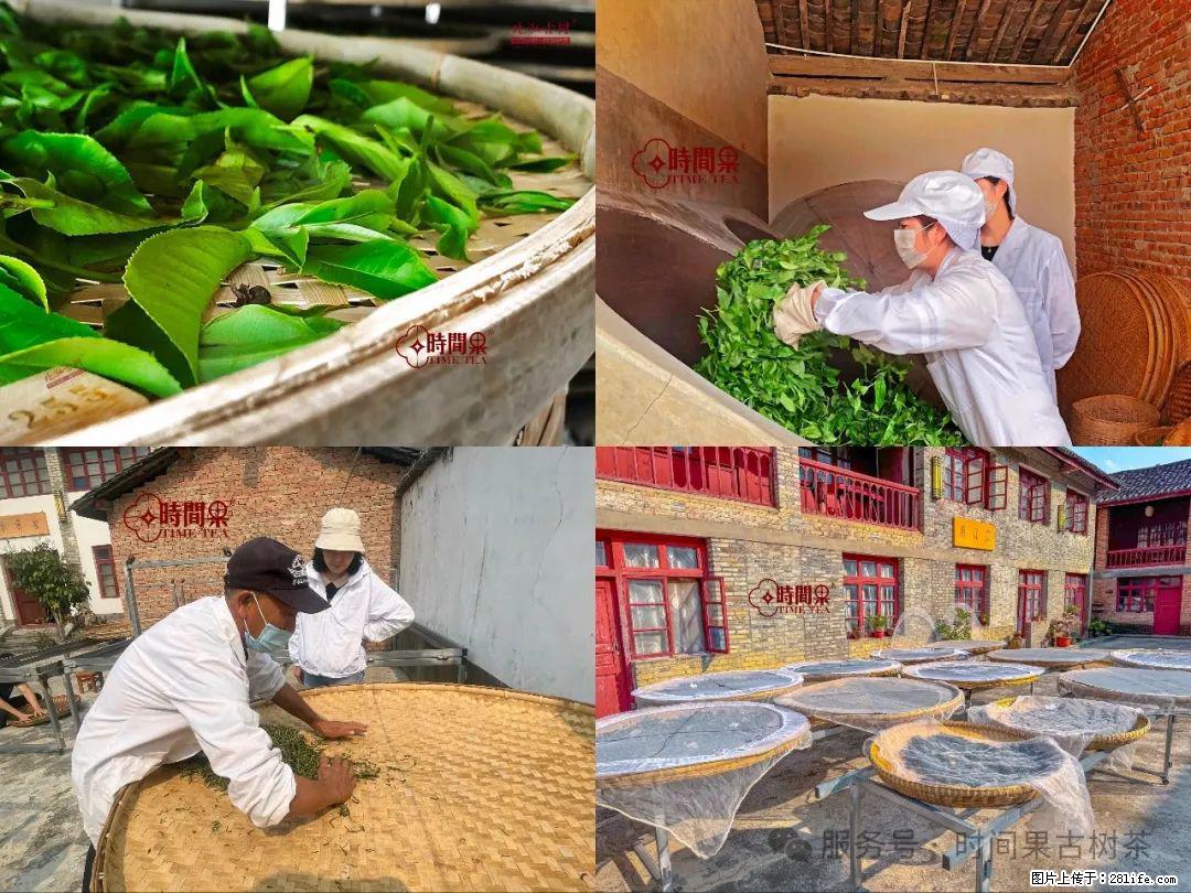 时间果百年古树龙珠普洱生茶 - 购物交流 - 怀化生活社区 - 怀化28生活网 hh.28life.com