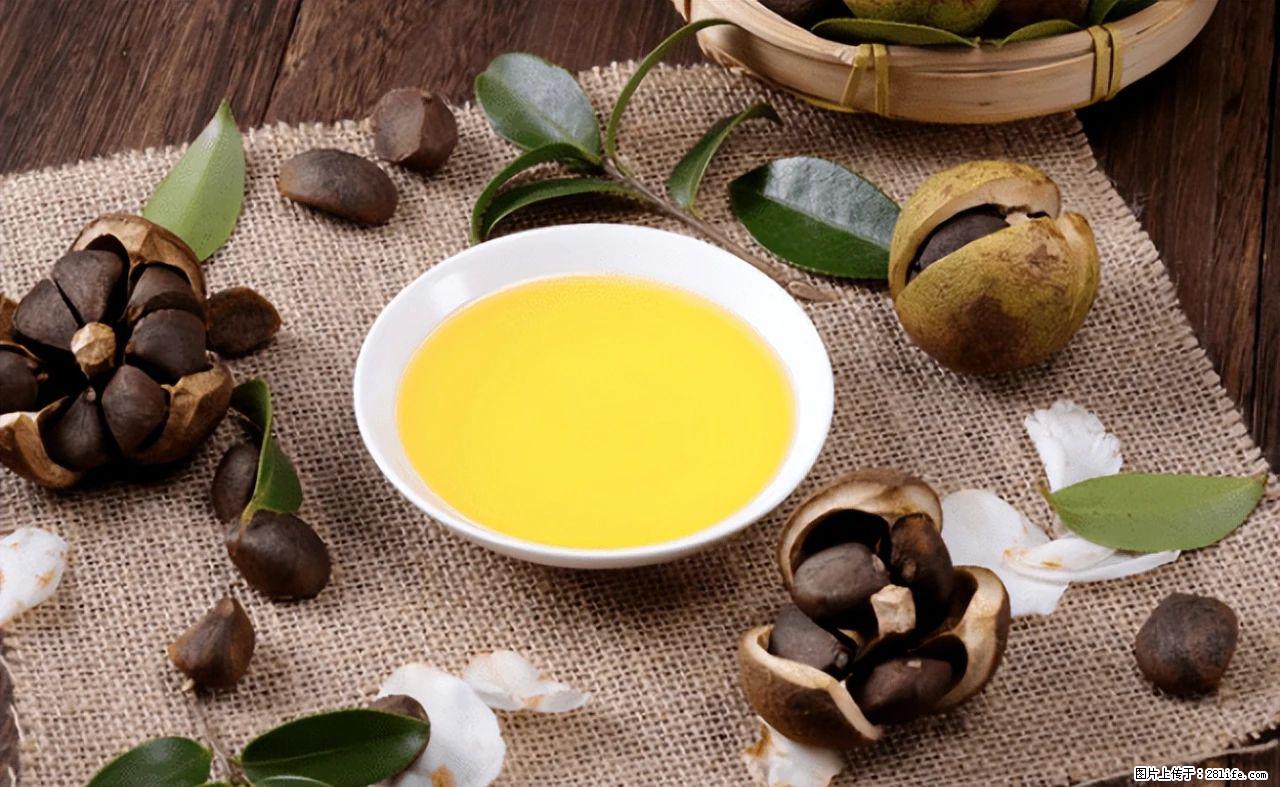 揭秘茶油的5大核心营养成分!被称为人体健康的“守护盾”! - 怀化生活资讯 - 怀化28生活网 hh.28life.com