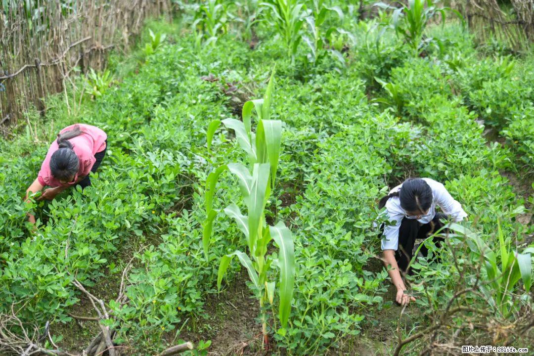 全网追的“扁担女孩”,找了一份暑假工,时薪12元 - 怀化生活资讯 - 怀化28生活网 hh.28life.com