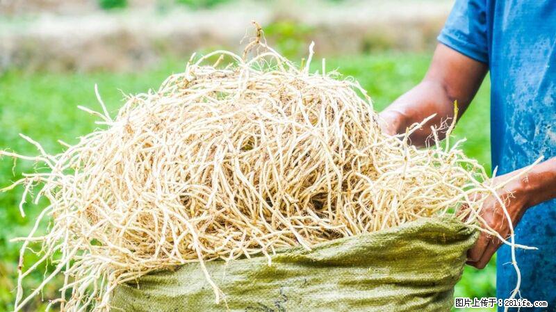 堪称“最难吃”的蔬菜，却是 “抗辐射神器”，还能护肺、清热、止咳化痰！ - 怀化生活资讯 - 怀化28生活网 hh.28life.com