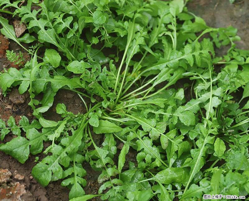 这些蔬菜是“天然钙片”，这6种被医生重点推荐 - 怀化生活资讯 - 怀化28生活网 hh.28life.com