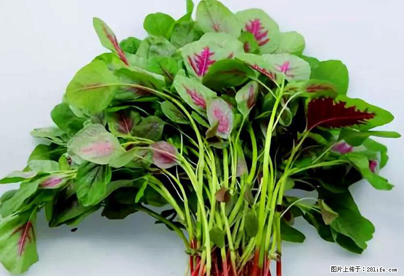这些蔬菜是“天然钙片”，这6种被医生重点推荐 - 怀化生活资讯 - 怀化28生活网 hh.28life.com