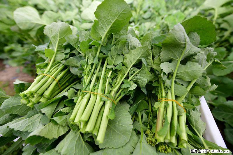 这些蔬菜是“天然钙片”，这6种被医生重点推荐 - 怀化生活资讯 - 怀化28生活网 hh.28life.com